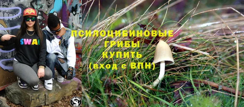 как найти закладки  Абинск  Псилоцибиновые грибы Psilocybe 